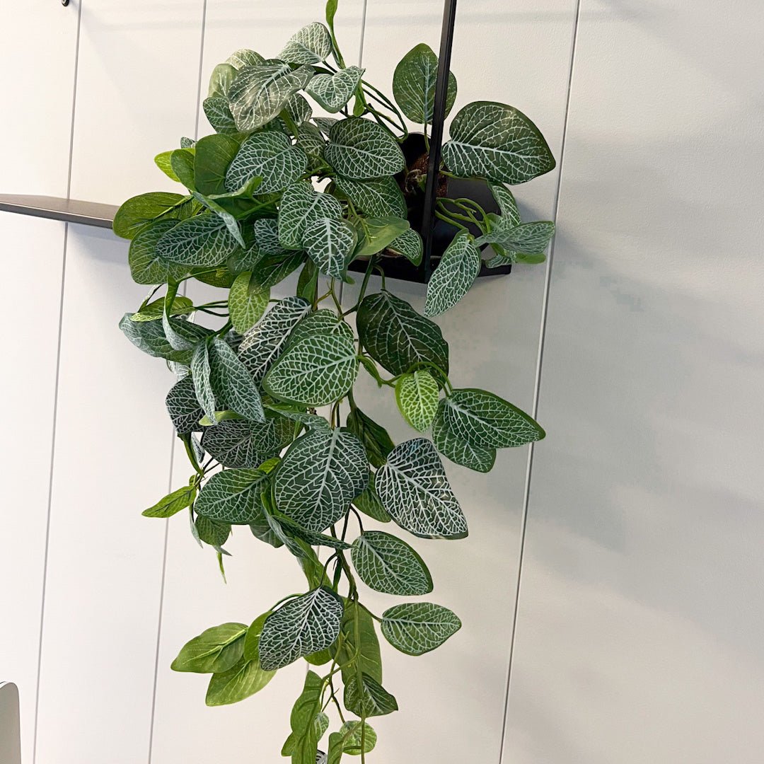 Konstgjord Fittonia-plant som hänger ner från en mörk hylla mot en ljus vägg.
