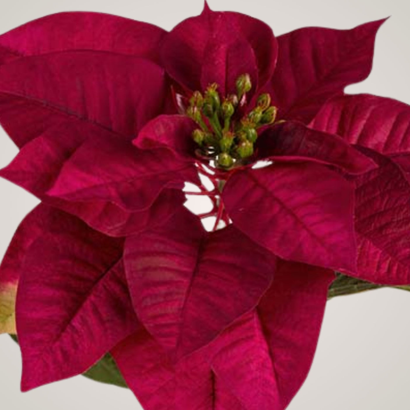 Realistisk julestjerne på stilk, dekorativ blomst til julepynt og arrangement.