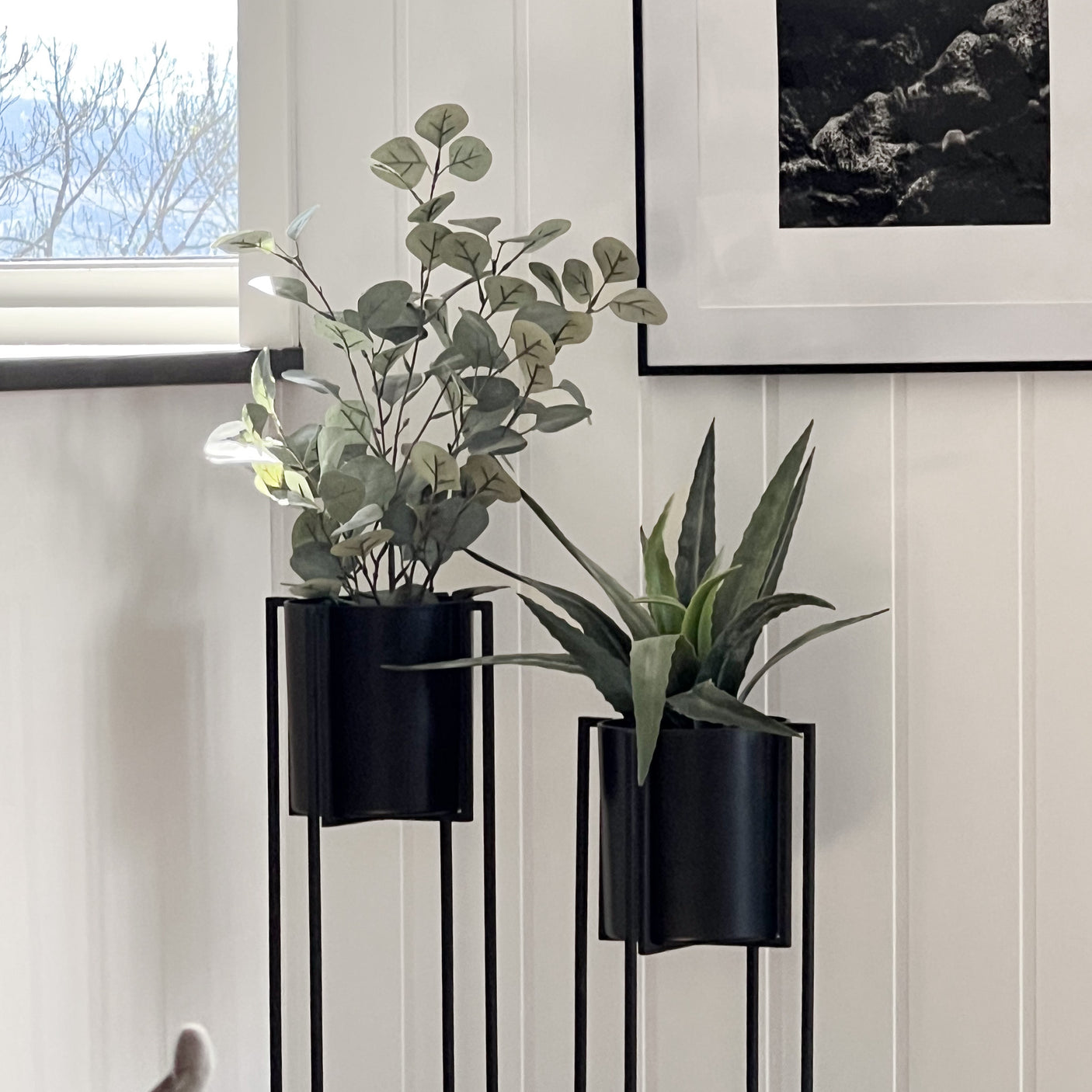 Eukalyptus potteplante 60 cm