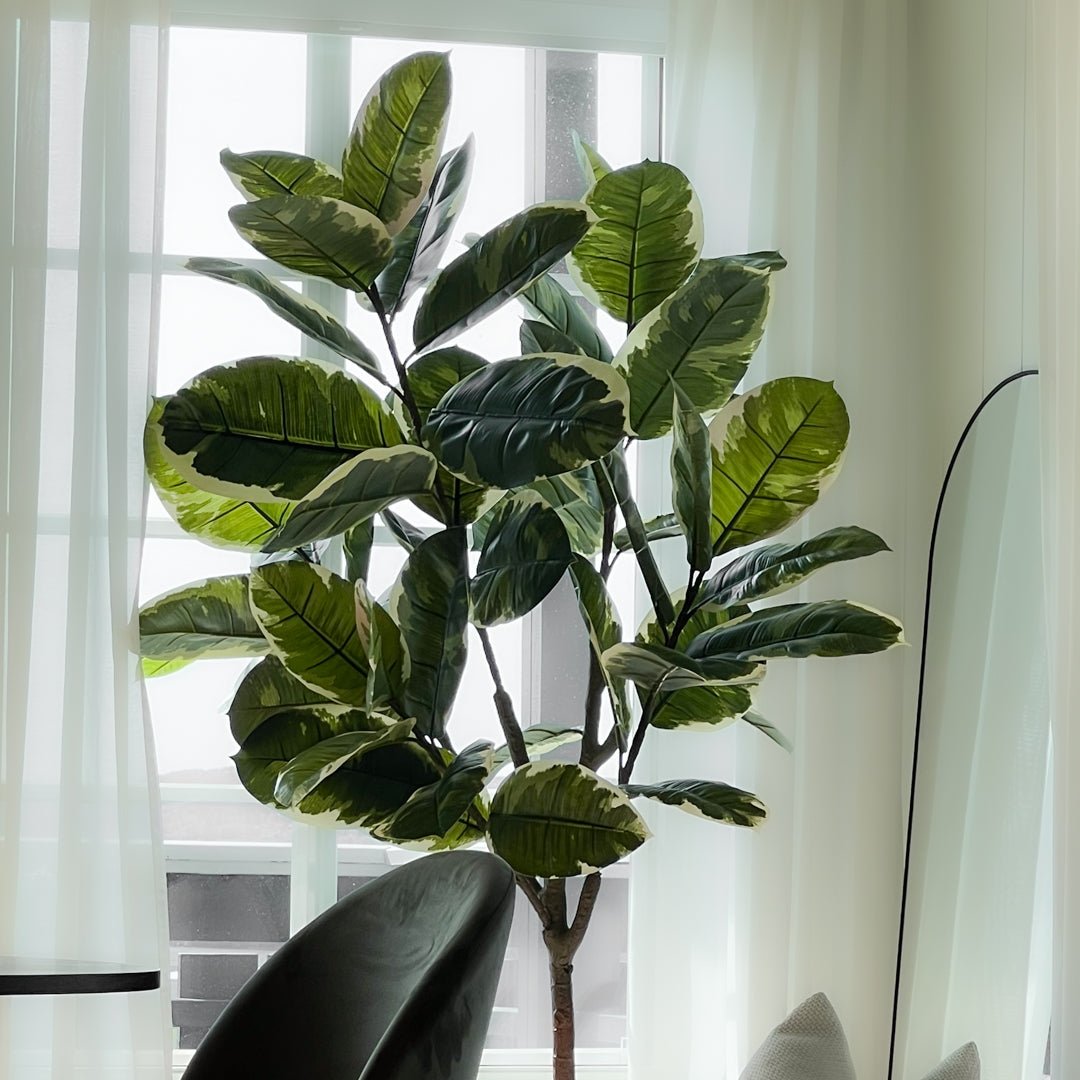 Stor naturtro Fikus Elastica plante til stue og entré