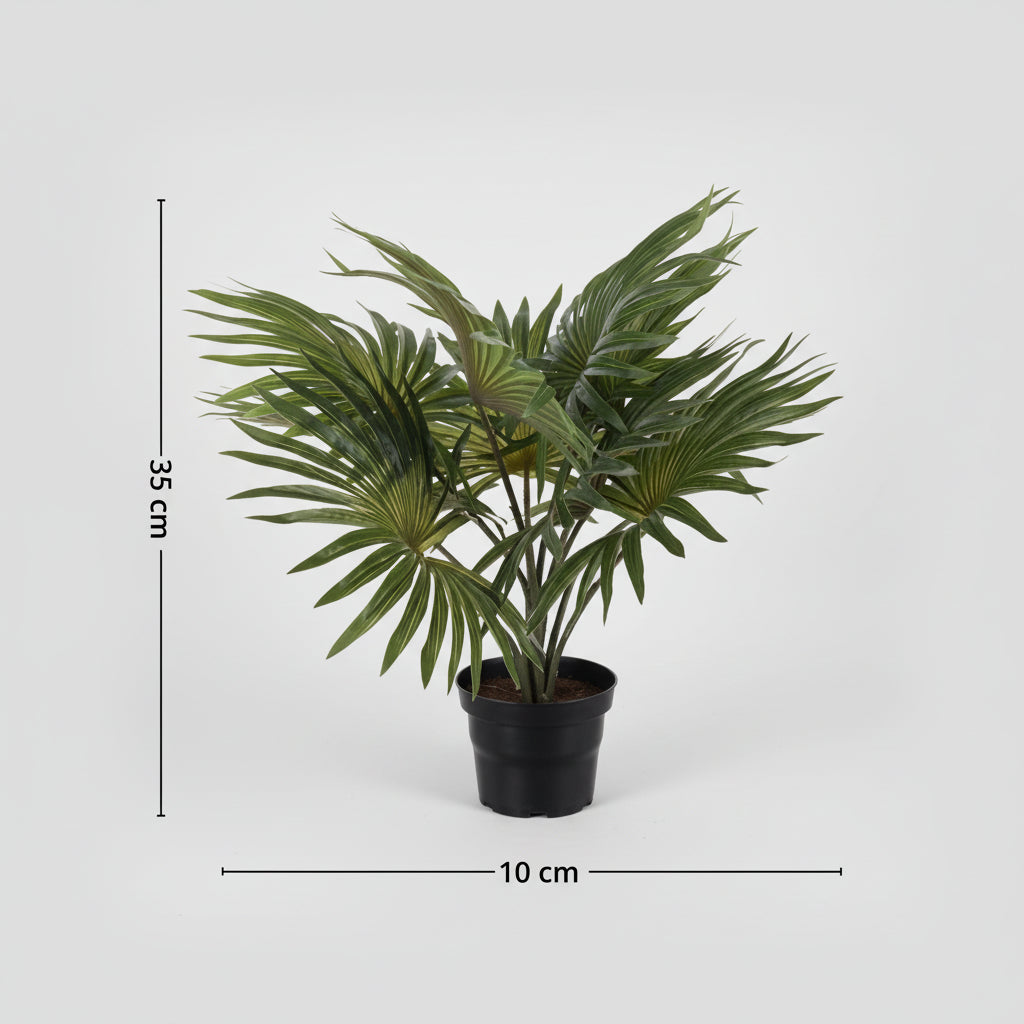 Mr. Plant palme, oppgrader hjemmet og gi det et ekostisk uttrykk med Mr. Plant palme.