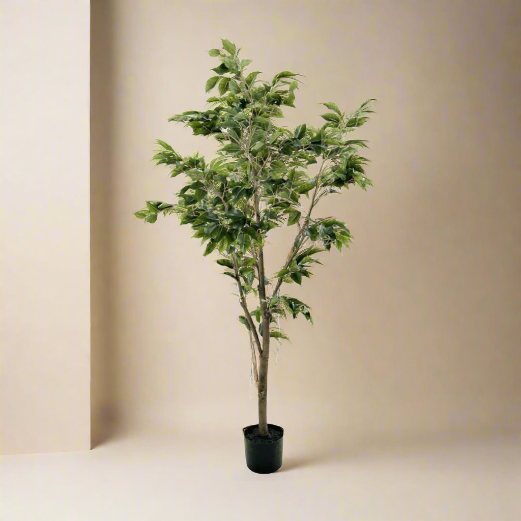 Mr. Plant Fikus Benjamin 180 cm