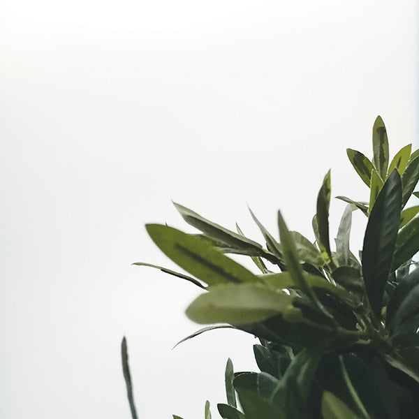 Vit matt fönsterfilm