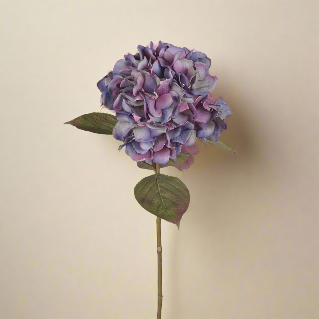 Mr. Plant Hortensia blå/lilla, 65 cm