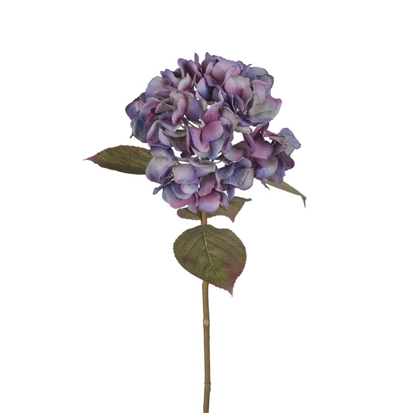 Mr. Plant Hortensia blå/lilla, 65 cm