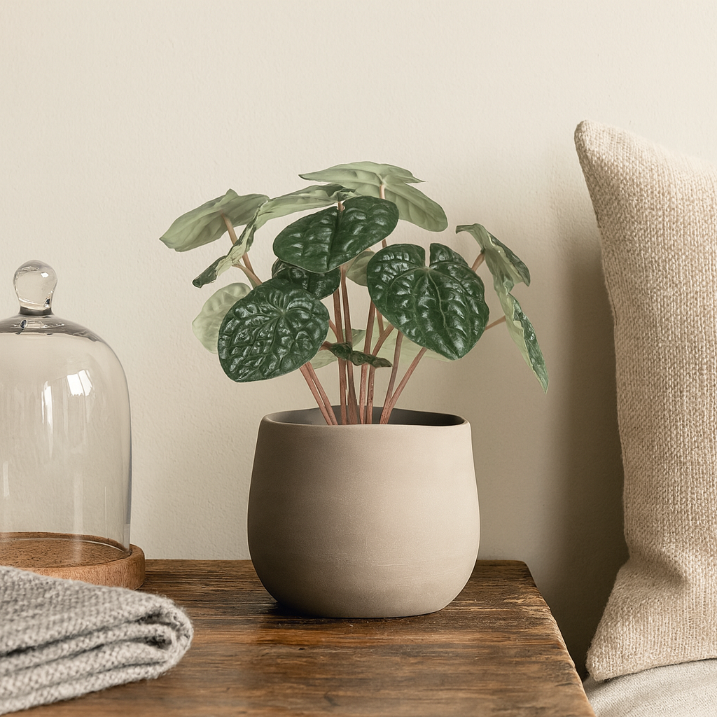 Mr. Plant Peperomia, 20 cm