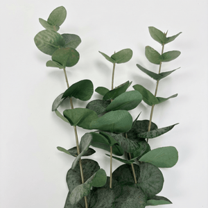 Närbild av konstig eukalyptus med naturtro gröna blader i plast