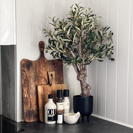 Naturtro oliventre med tykk stamme til kjøkken og stue