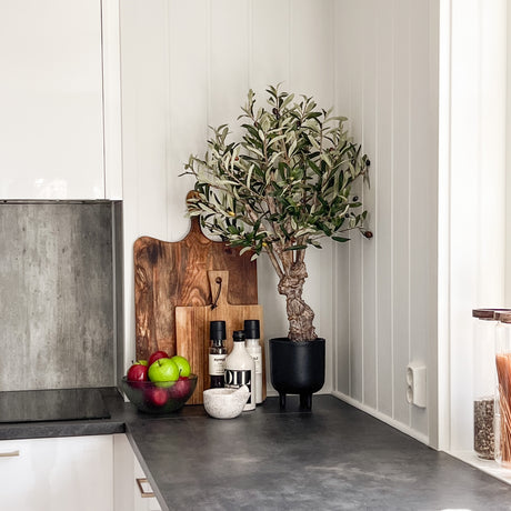 Dekorativt oliventre 80 cm plassert på kjøkkenbenk