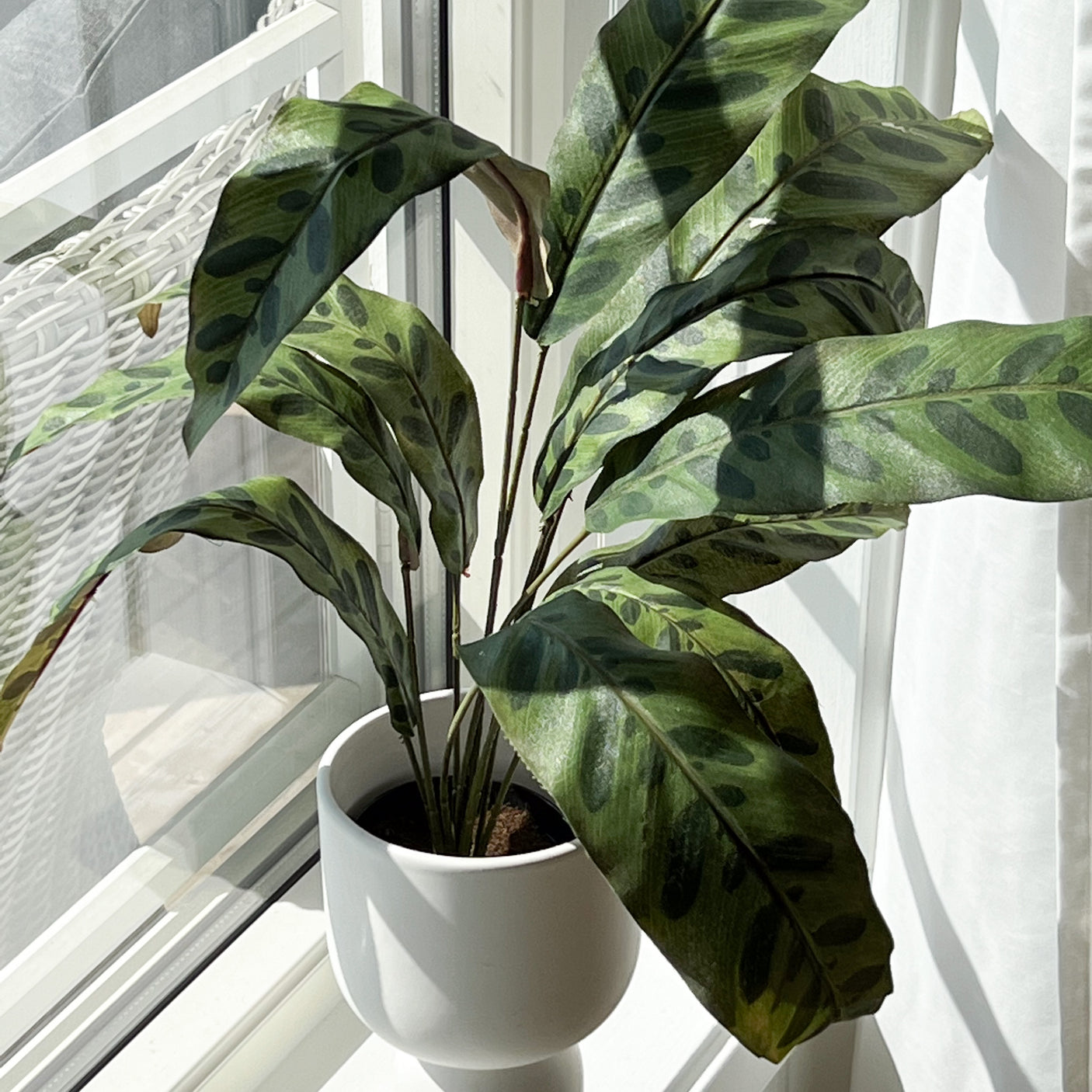 Mr. Plant Calathea 45 cm