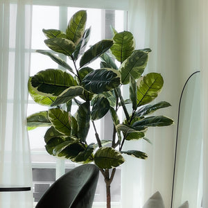 Herr Plant Ficus Elastica 190 cm