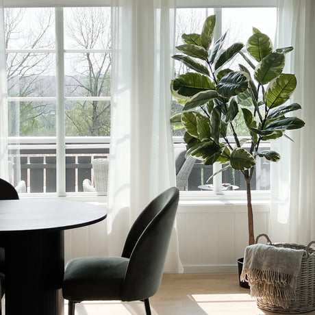 Vedlikeholdsfri Fikus Elastica til hjem og kontor