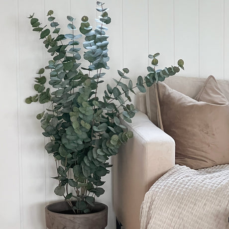 Grønn eucalyptusplante fra Mr. Plant til styling av oppholdsrom