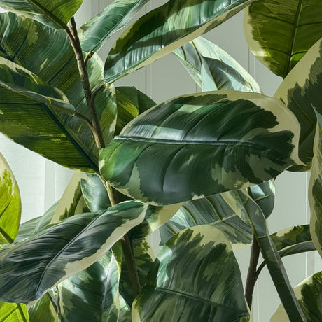 Realistisk Fikus Elastica 190 cm med fyldig bladverk