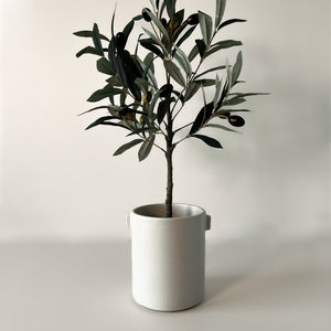 Mr. Plant Olivenplante 55 cm