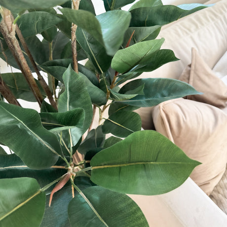 Stor naturtro Fikus Robusta plante til stue og entré