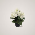 Mr. Plant Hortensia med sitt elegante og hvite vakre blomster gir rommet en rusitikk og elegant atmosfære. 
