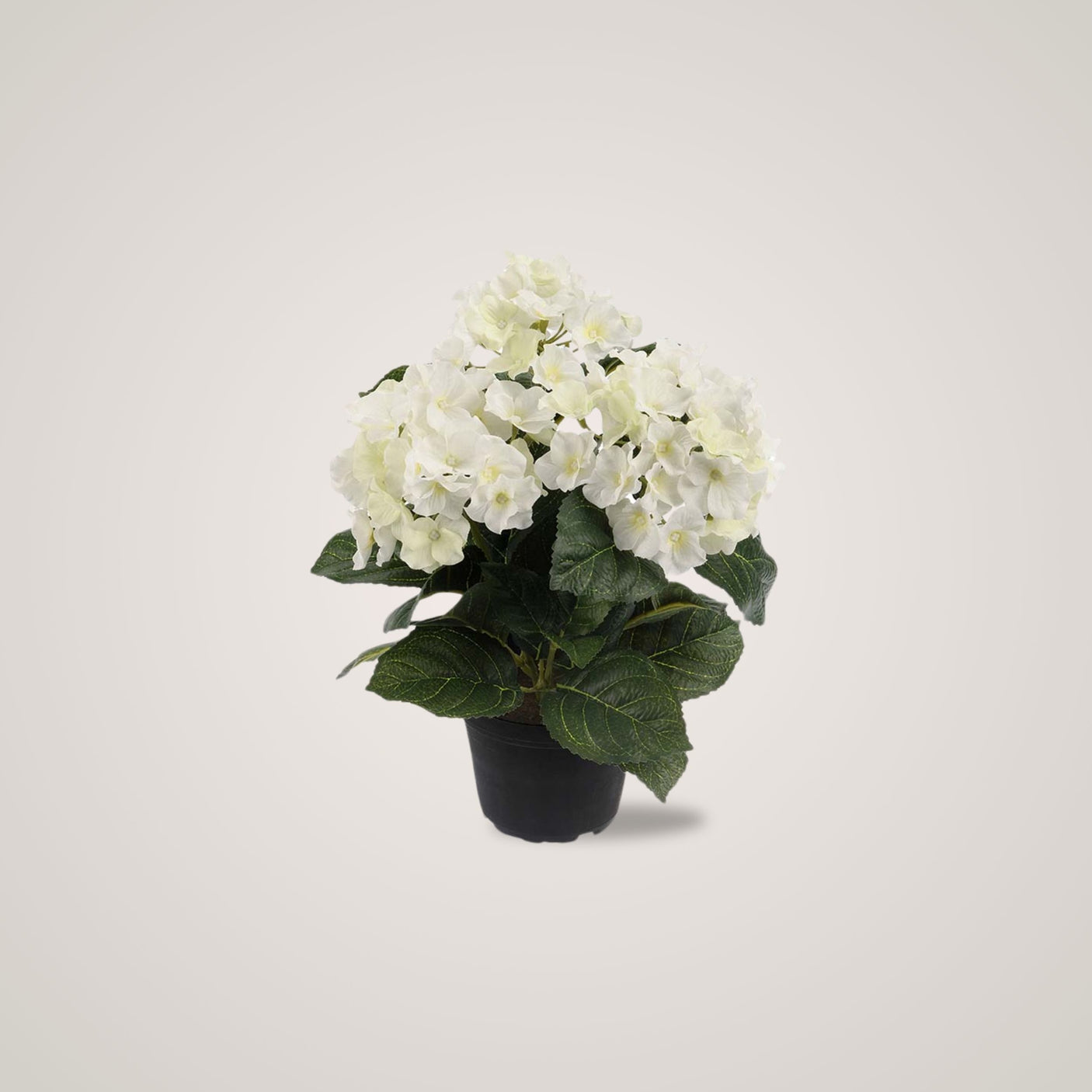 Mr. Plant Hortensia med sitt elegante og hvite vakre blomster gir rommet en rusitikk og elegant atmosfære. 