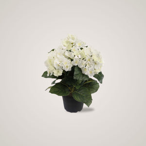 Mr. Plant Hortensia med sitt elegante og hvite vakre blomster gir rommet en rusitikk og elegant atmosfære. 