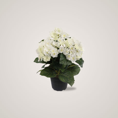 Mr. Plant Hortensia med sitt elegante og hvite vakre blomster gir rommet en rusitikk og elegant atmosfære. 