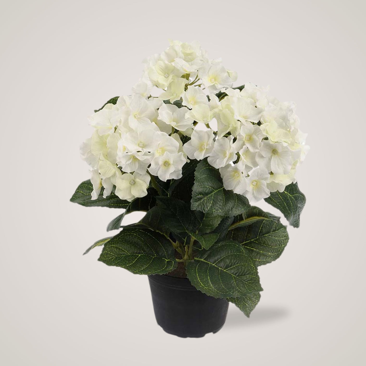 Mr. Plant Hortensia 30 cm