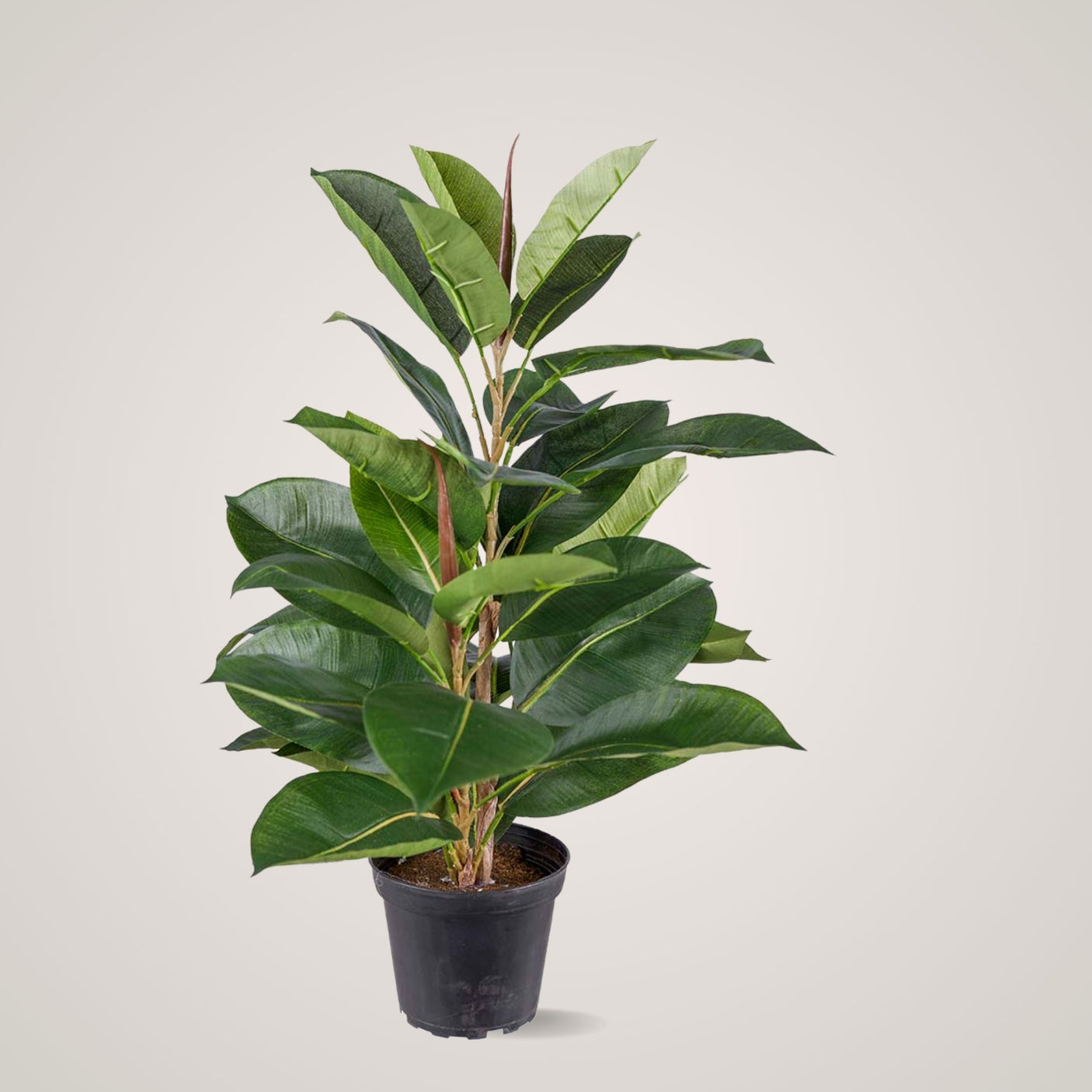 Mr. Plant Fikus Robusta 50 cm