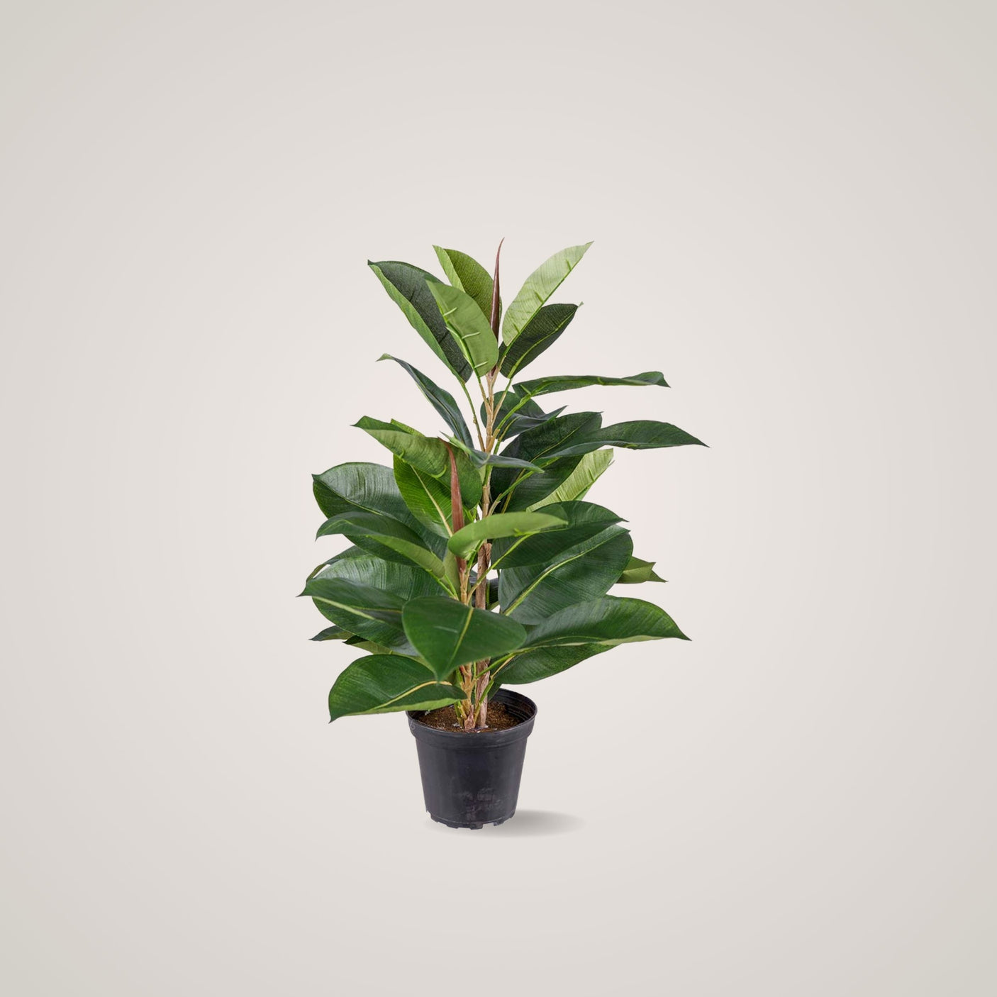 Mr. Plant Fikus Robusta 50 cm kommer i et enkelt og stilfullt design som tilfører en frisk og grønn atmosfære til rommet. 