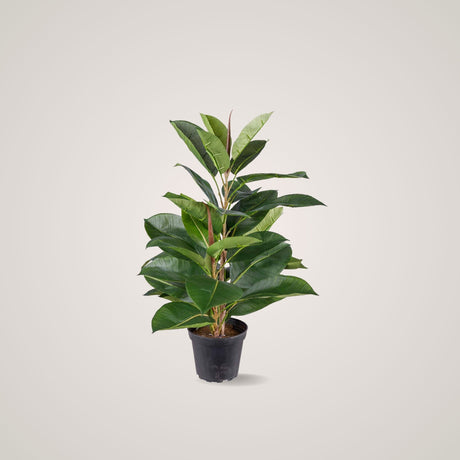 Mr. Plant Fikus Robusta 50 cm kommer i et enkelt og stilfullt design som tilfører en frisk og grønn atmosfære til rommet. 