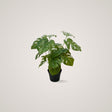 Mr. Plant Monstera tilfører alle rom et dempet og eksotisk uttrykk og passer til arbeidssteder og hjemmet. 