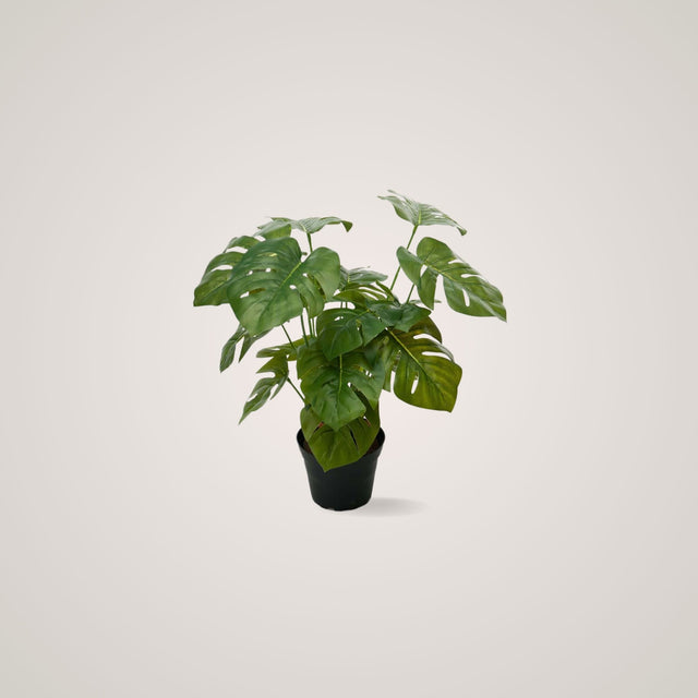 Mr. Plant Monstera tilfører alle rom et dempet og eksotisk uttrykk og passer til arbeidssteder og hjemmet. 