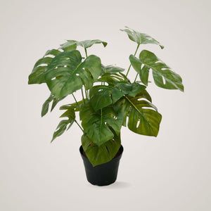 Mr. Plant Monstera 38 cm