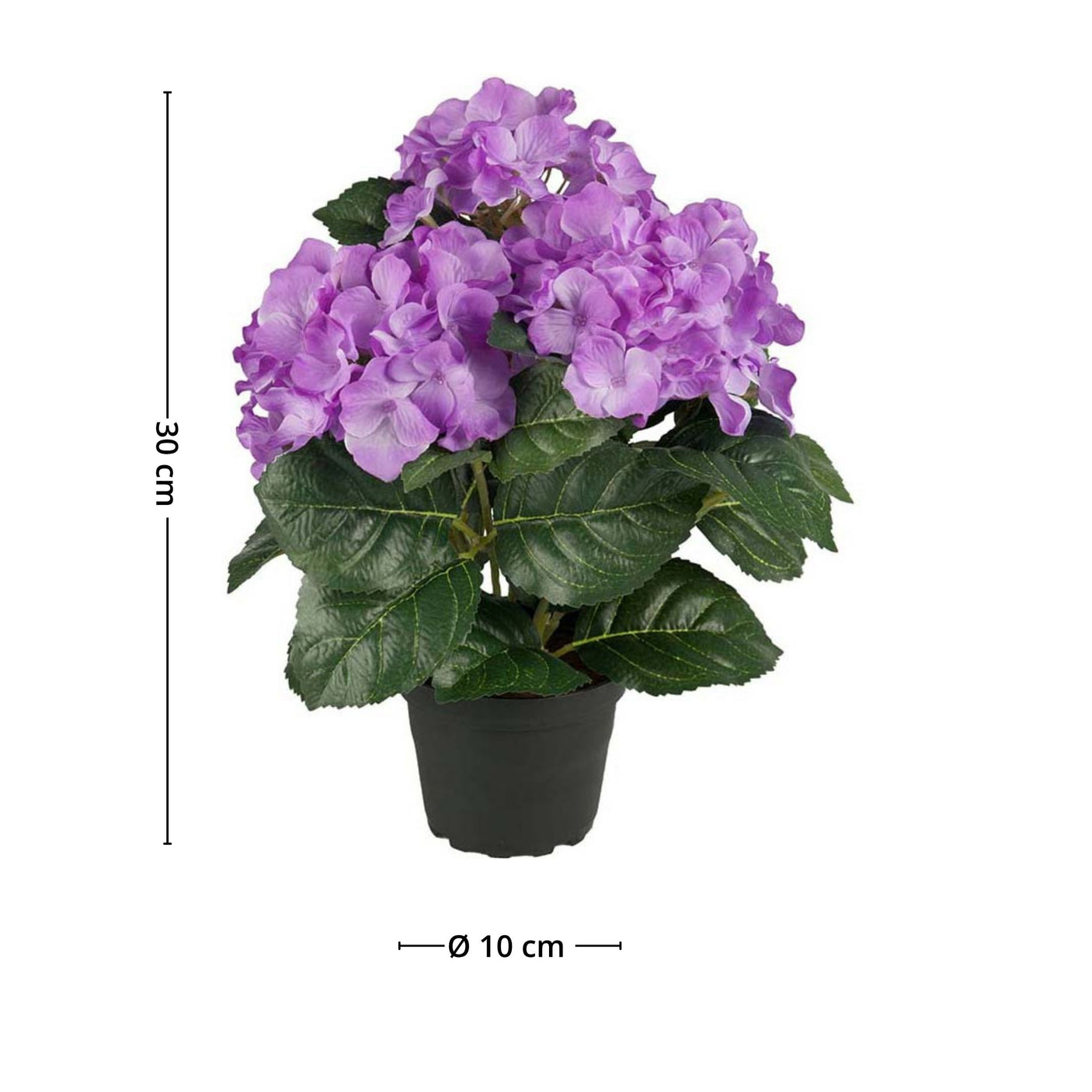 Mr. Plant hortensia frisker opp hjemmet naturlig uten behov for vanning eller sol. 