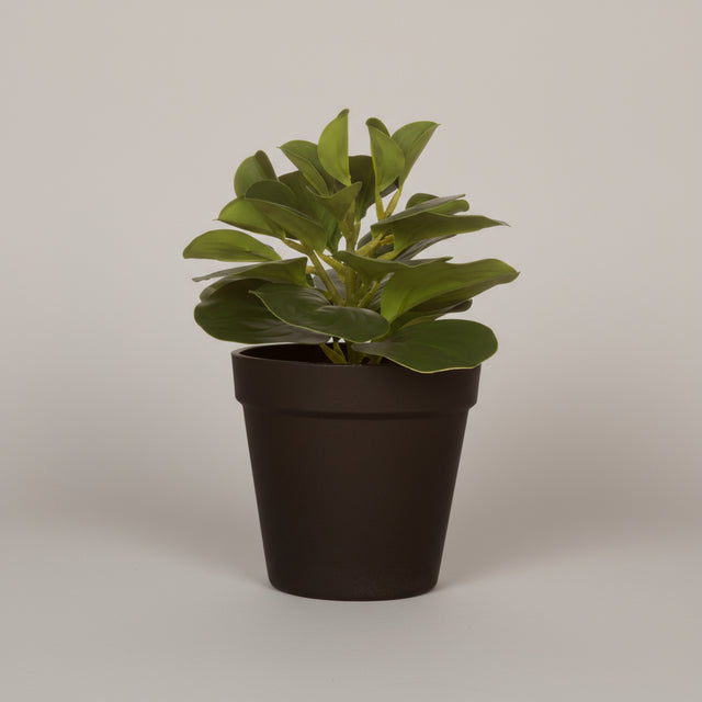 Kunstig grønn sukkulent i sort potte med jord og sand