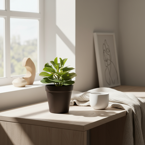 Naturtro sukkulentplante på bord i vinduskarm