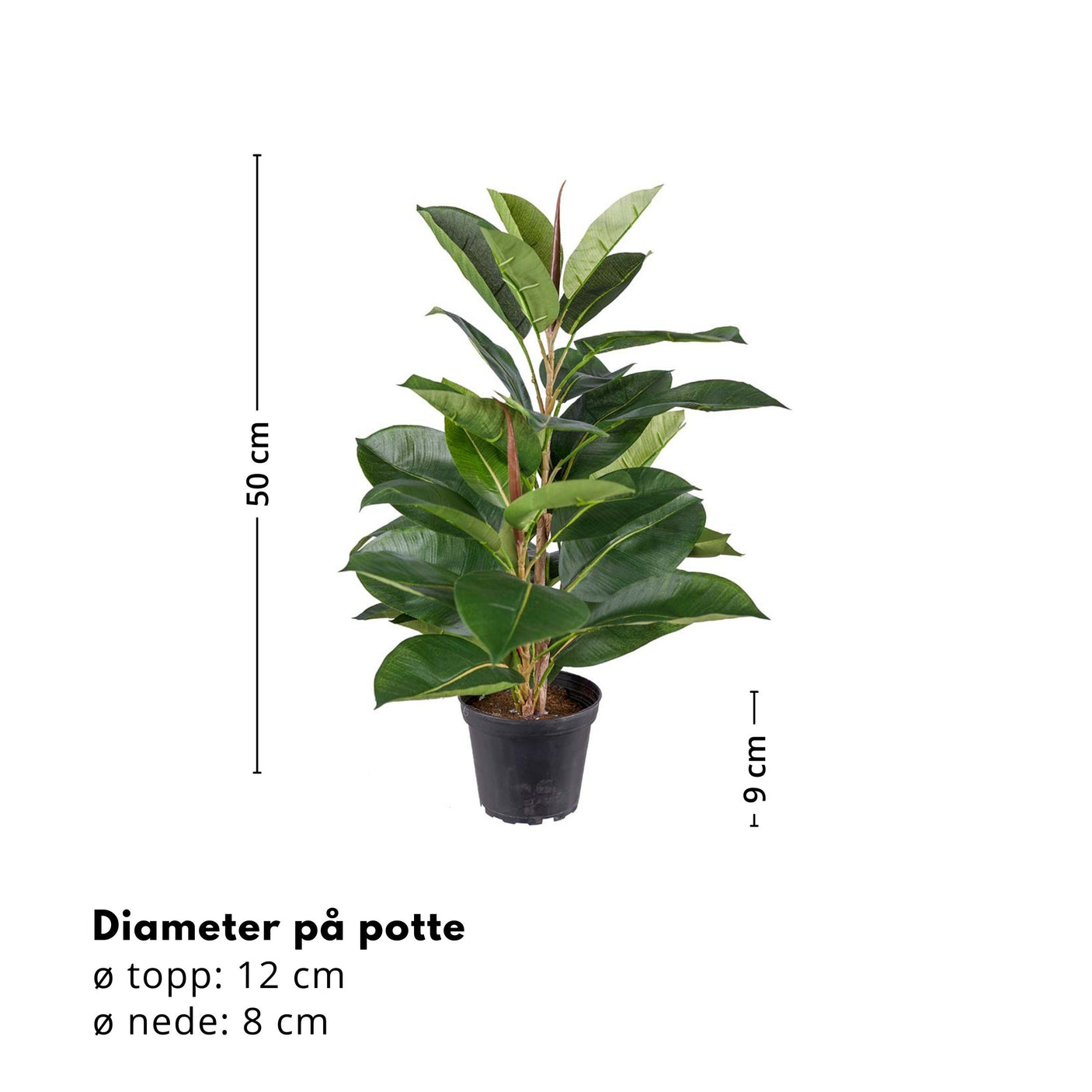 Mr. Plant Fikus Robusta 50 cm