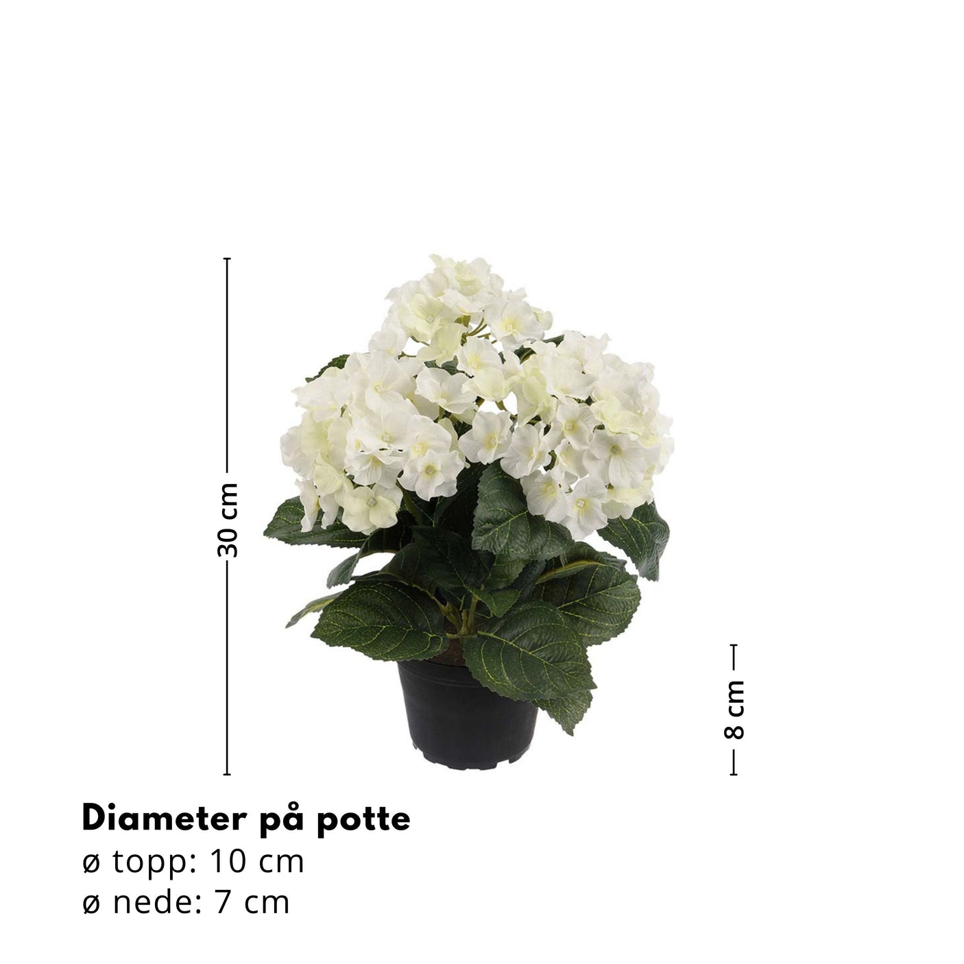 Mr. Plant Hortensia 30 cm