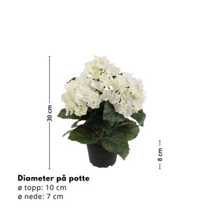 Mr. Plant Hortensia 30 cm