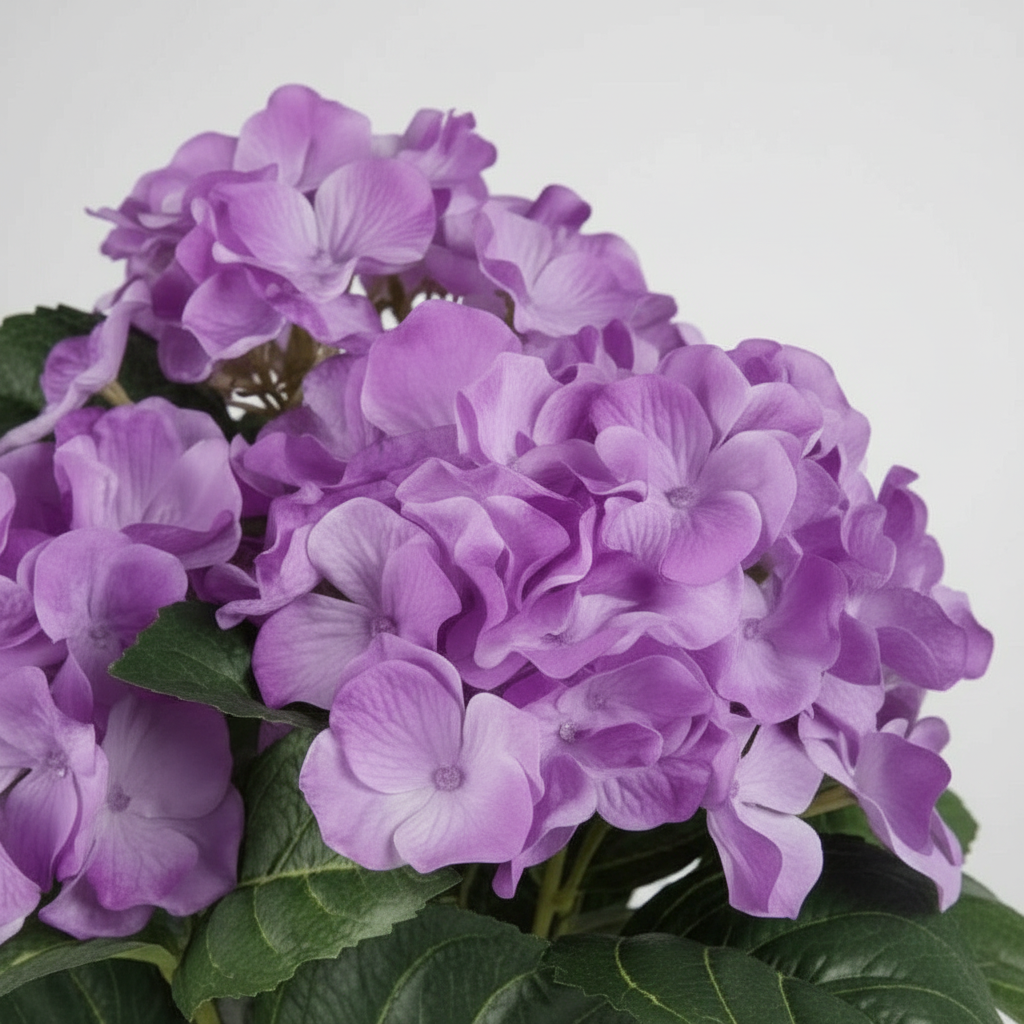 Mr. Plant hortensia lila 35 cm