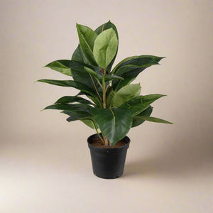 Mr. Plant Fikus Robusta 37 cm