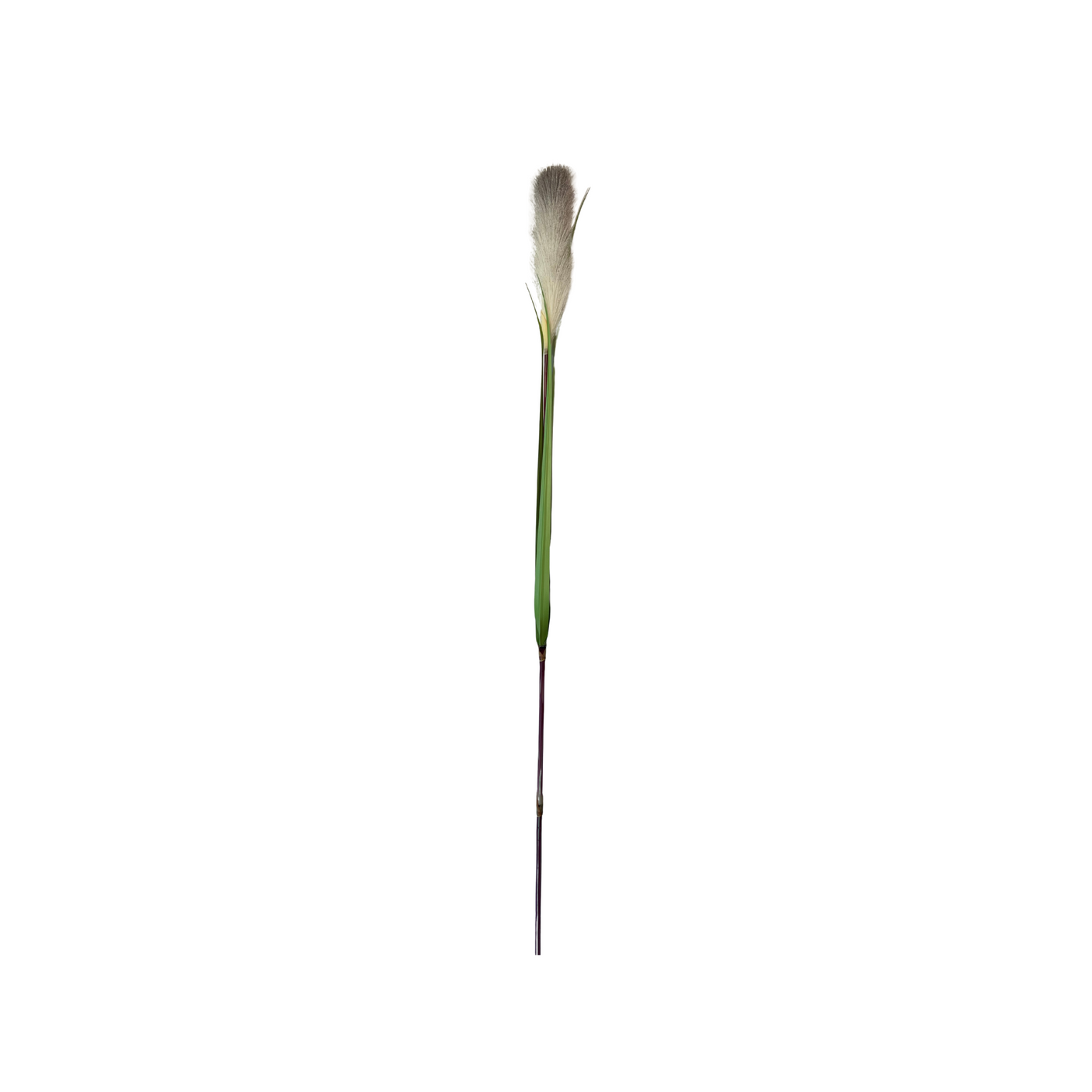 Kunstig pampasgress fra Mr. Plant med naturtro, lys dusk og grønne blader.