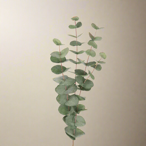 Mr. Plant Eucalyptus 60 cm